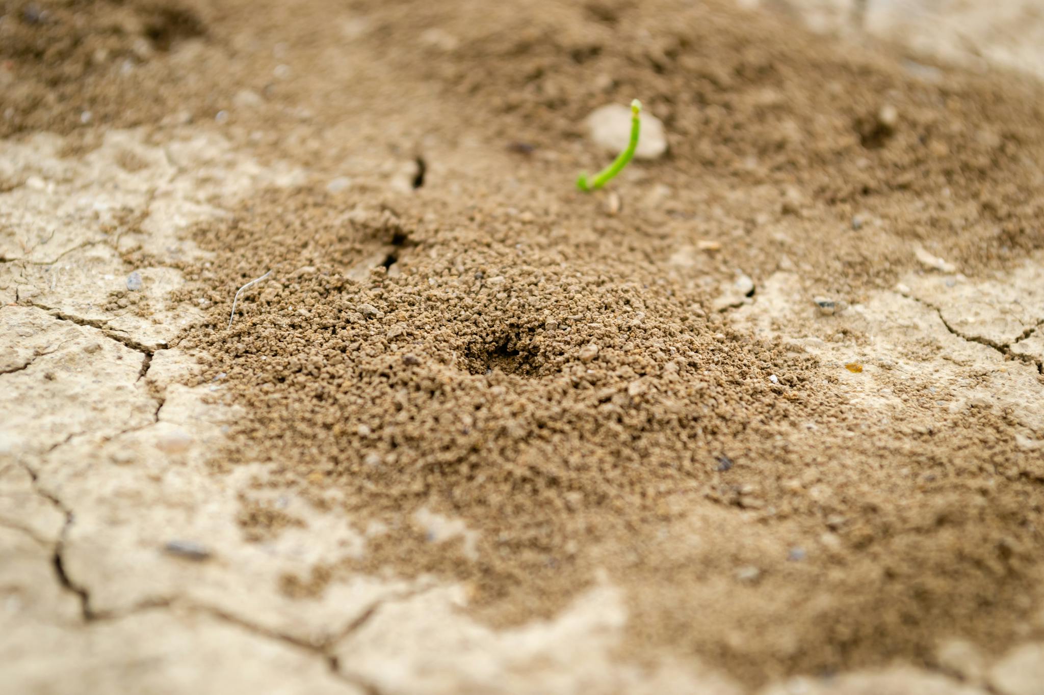 Close-up image of anthill in soil.