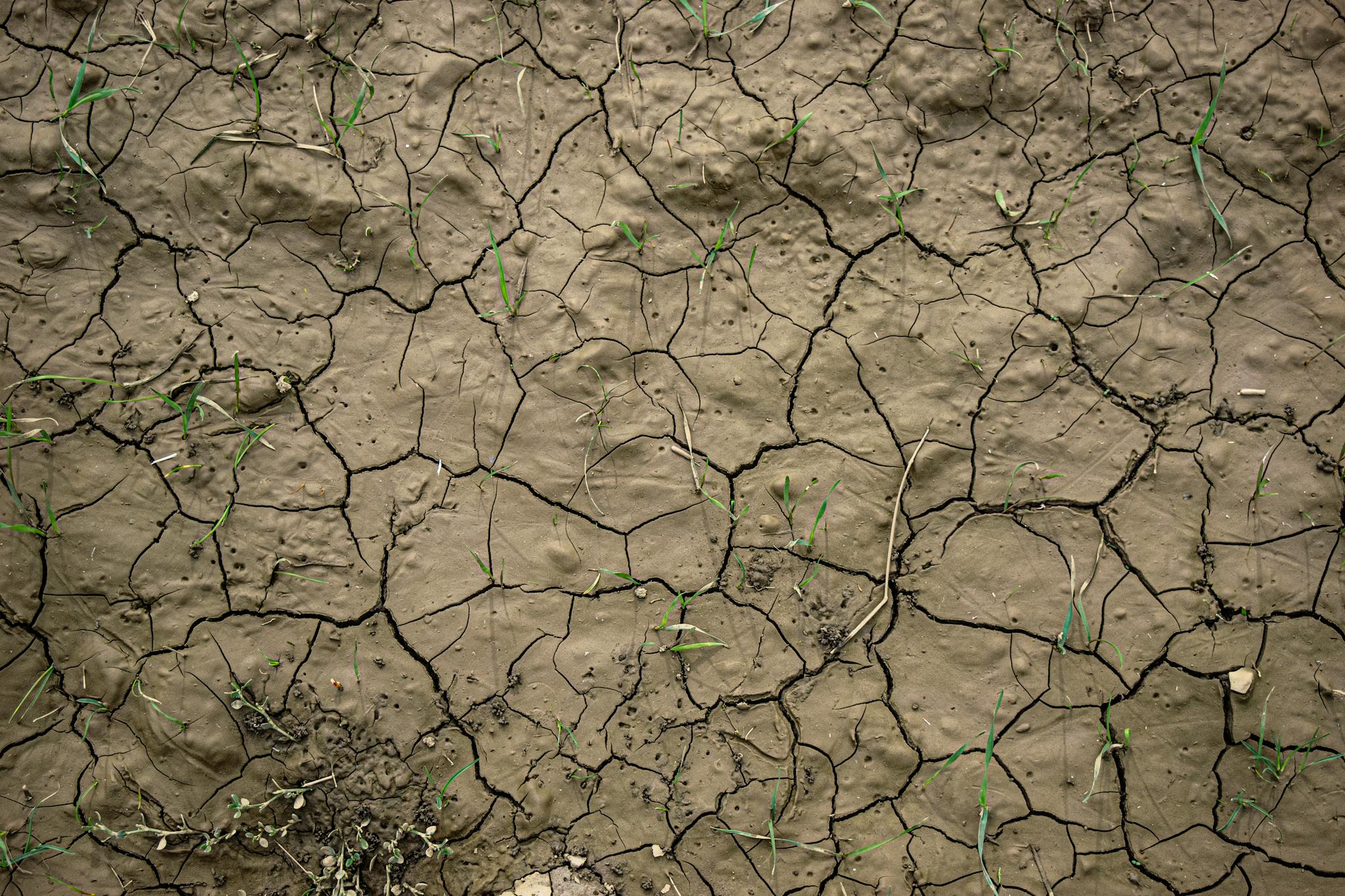 Plants on Cracked, Dry Ground